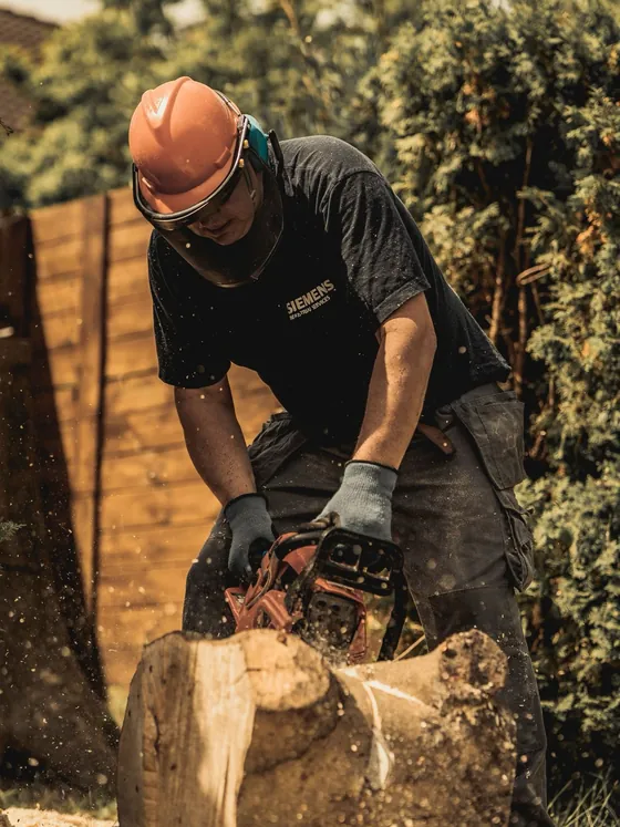 Découpe de végétation dense en sous-bois
