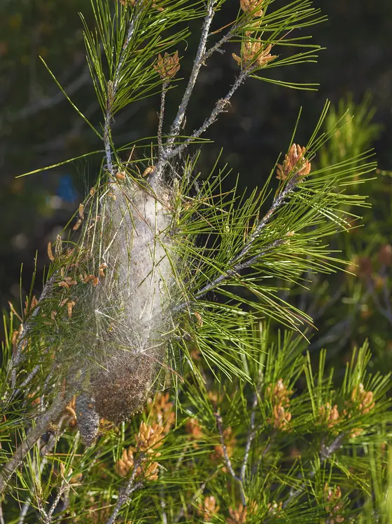 Nid de chenilles processionnaires tissé dans un pin