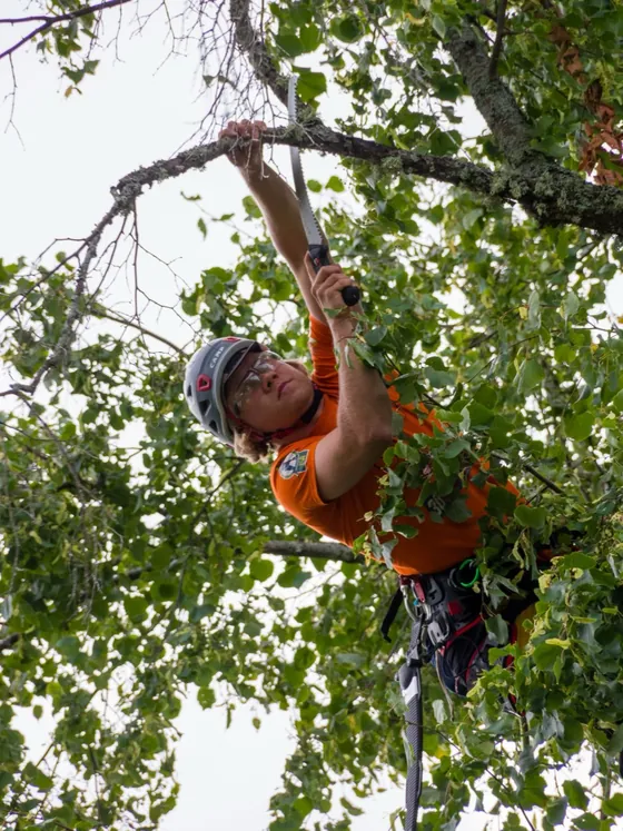 Arboriste taillant dans la couronne d'un arbre