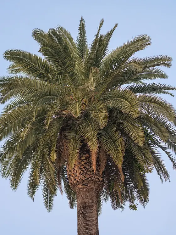 Couronne d'un palmier des Canaries vue depuis le sol