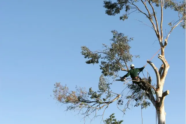 Arboriste-grimpeur installé dans la fourche d'un grand eucalyptus en cours de démontage