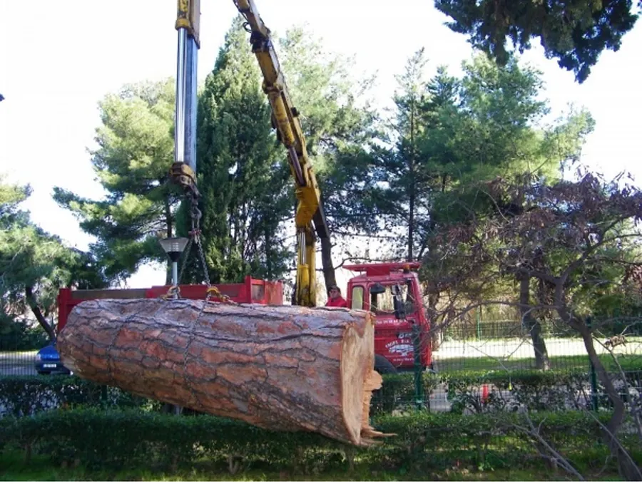 Une grume de pin élinguée sous la grue, au-dessus du camion