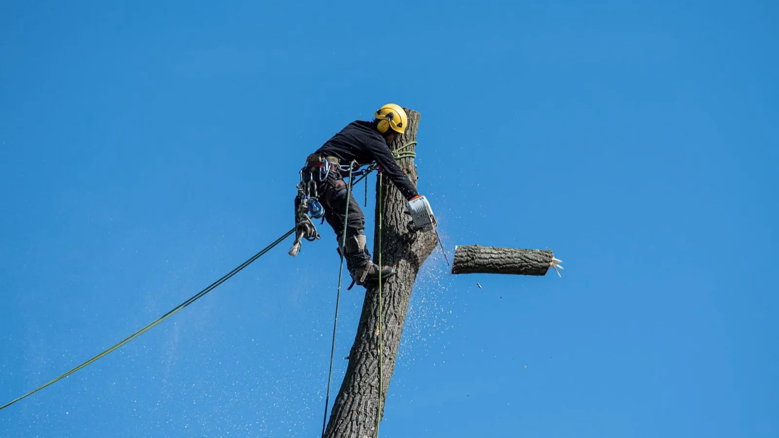 Un arboriste-grimpeur assuré au sommet d'un fût, détaché sur le ciel