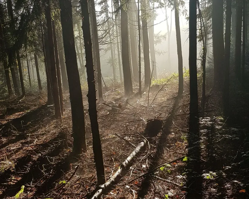 Découpe de végétation dense en sous-bois