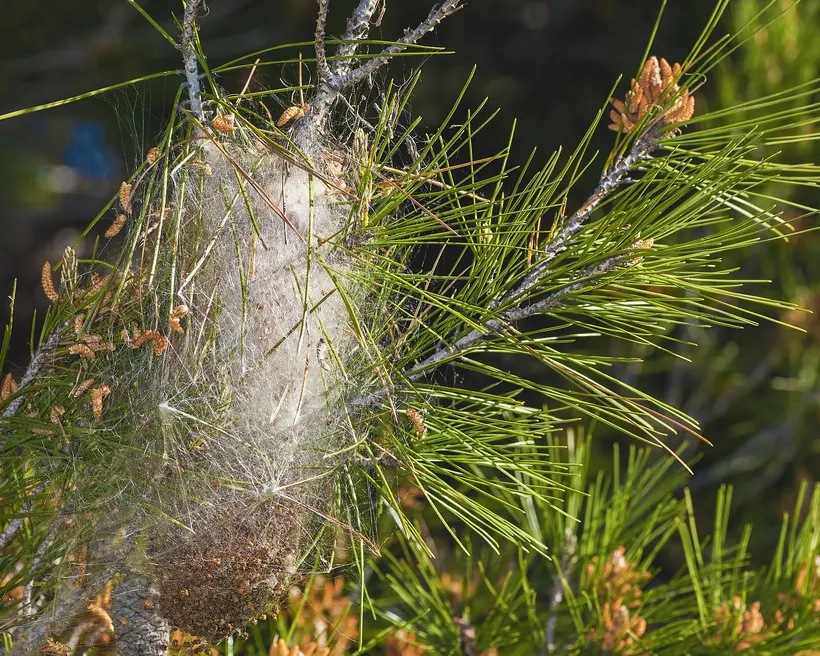 Gros plan sur un nid de chenilles processionnaires du pin, tissé entre les aiguilles
