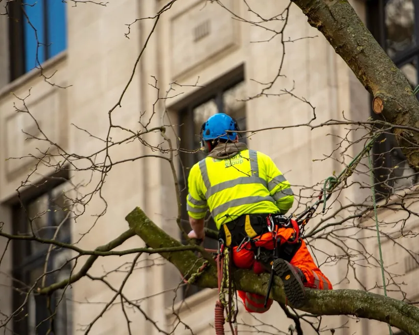 Arboriste taillant une branche dans la couronne d'un arbre
