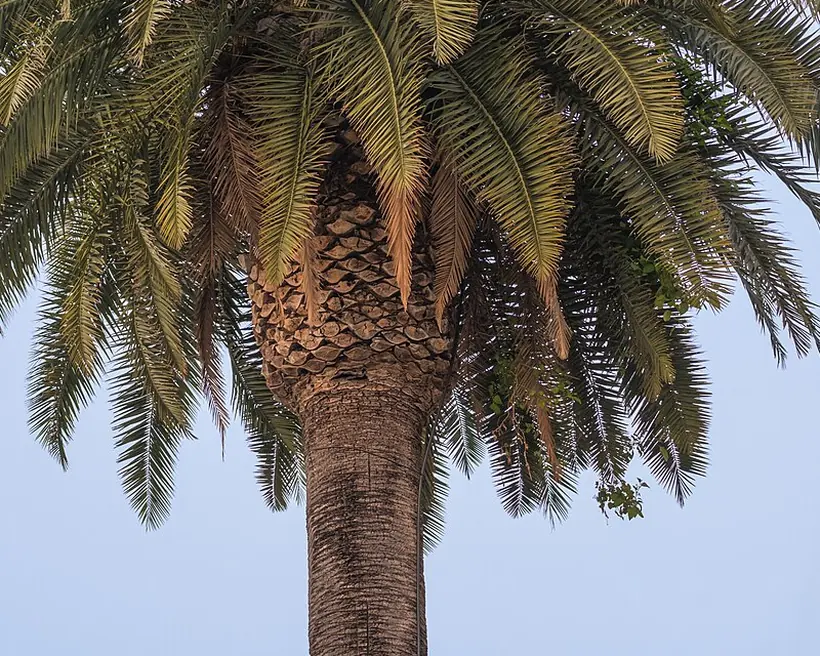Base de la couronne d'un palmier des Canaries, où s'insèrent les palmes sur le stipe