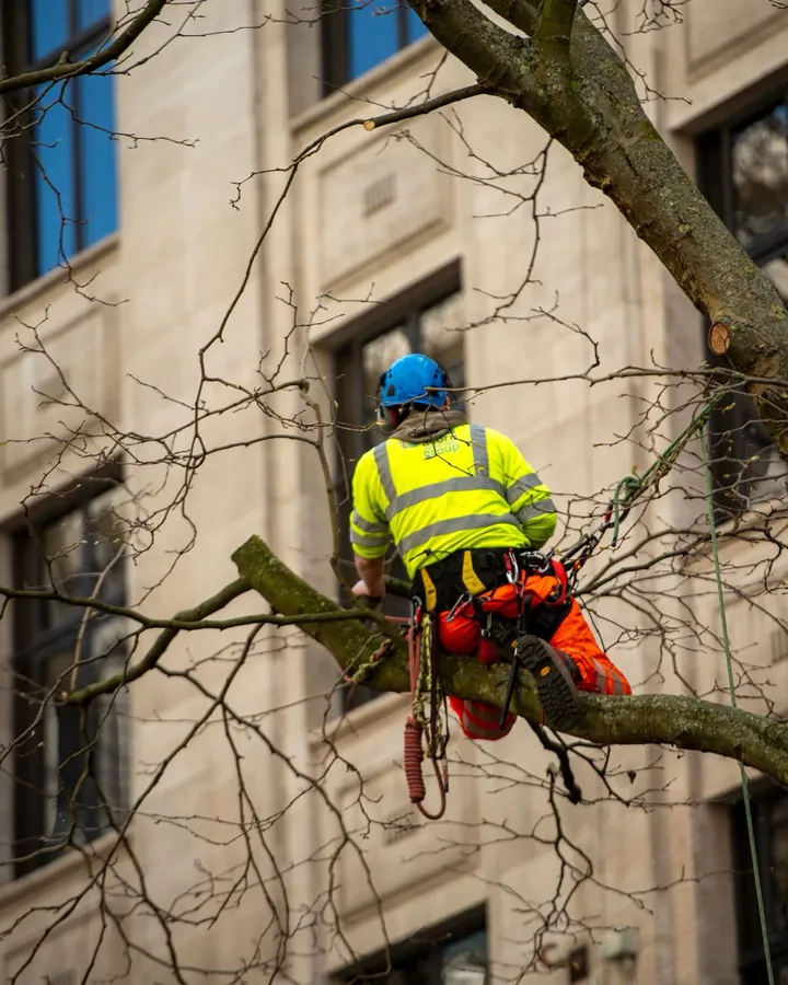 Charpente d'un grand arbre dénudé se découpant sur le ciel