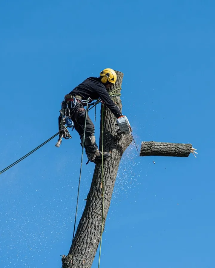 Arboriste équipé en hauteur, casque et harnais